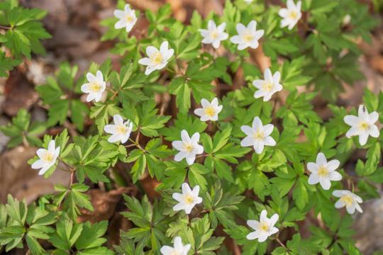 Weiße Blumen im Frühling