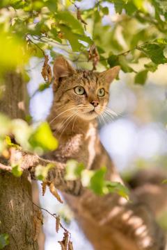 Wildkatze