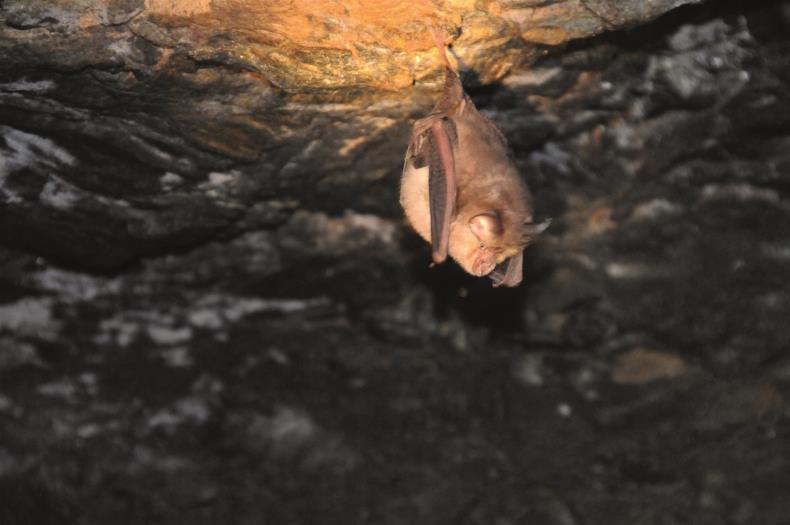 Fledermaus
