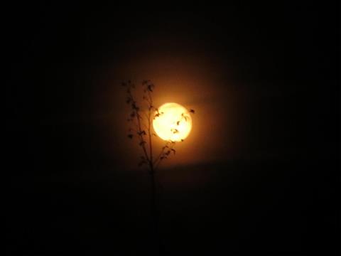 Vollmond über Bäumen