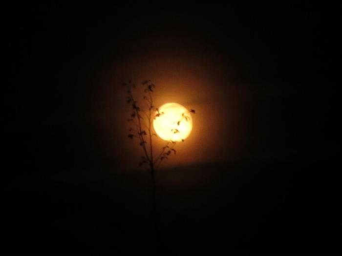 Vollmond über Bäumen