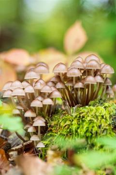 Pilze im Moos