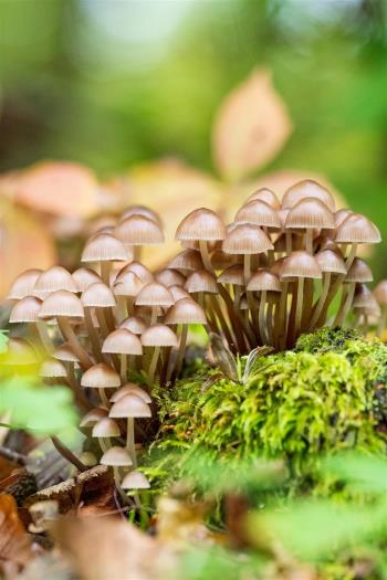 Pilze im Moos