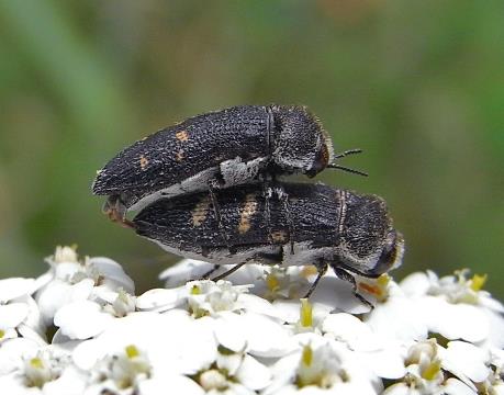 zwei Weißschuppige Ohnschild-Prachtkäfer auf einer weißen Blüte mit grünem Hintergrund
