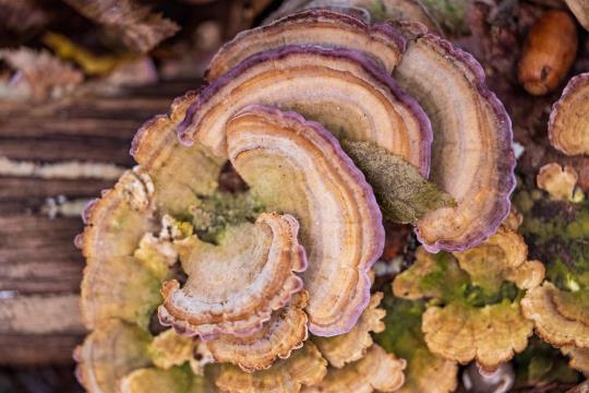 bunter Pilz auf Baumstamm