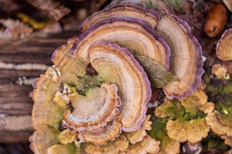 bunter Pilz auf Baumstamm