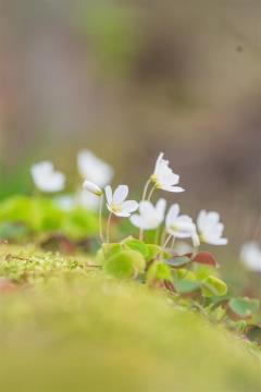 Frühjahrsblüher Nationalpark Thayatal