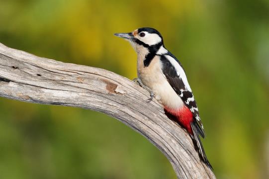 Buntspecht im Nationalpark Thayatal