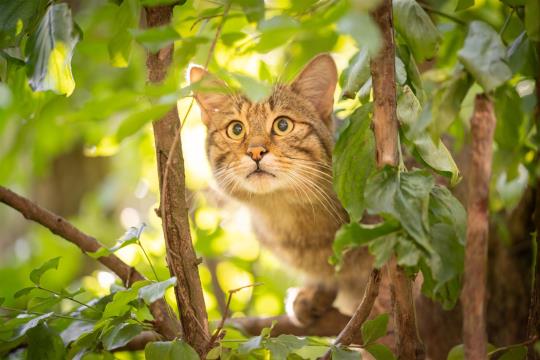 Wildkatze im Nationalpark Thayatal