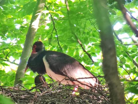 Schwarzstorch im Nest