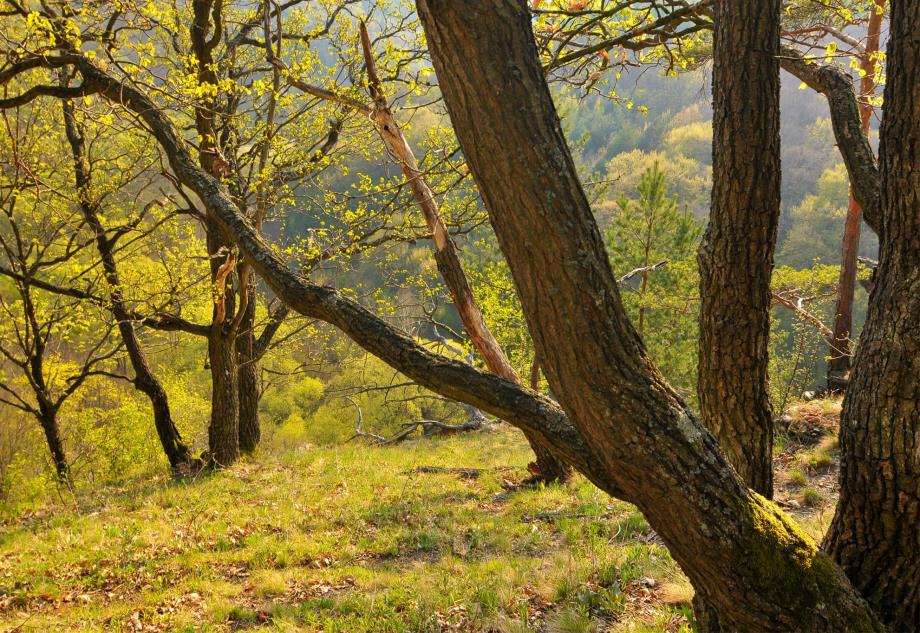 Nationalpark Thayatal, Wald im Frühling