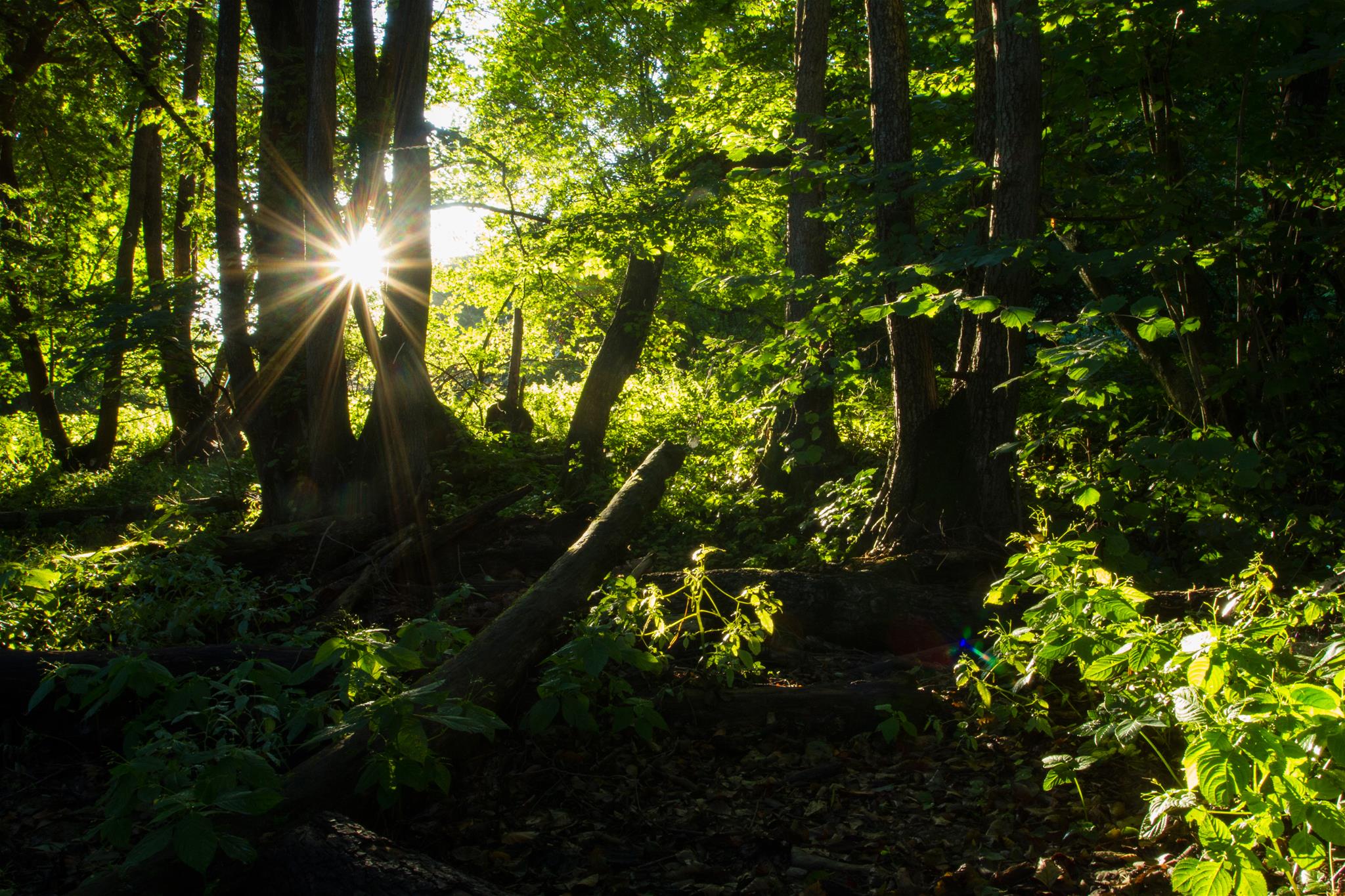 Sonnenstrahlen im Wald