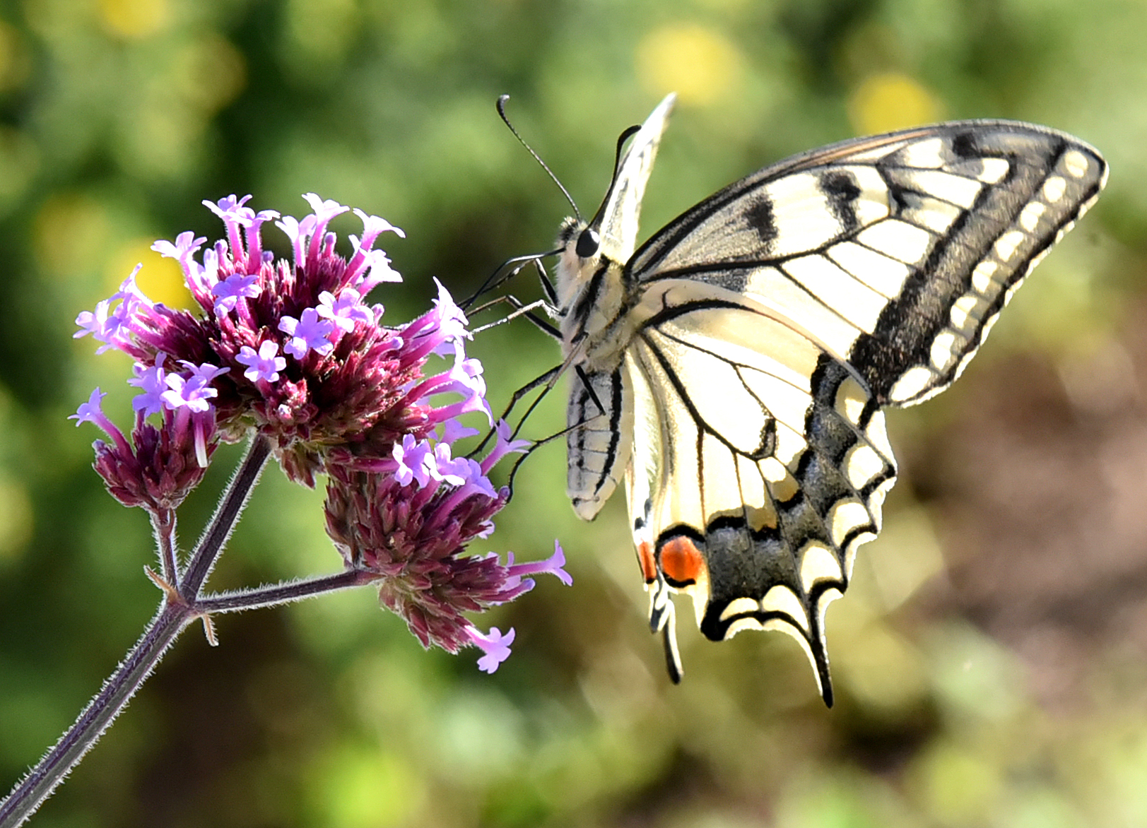 Schmetterling auf Blume
