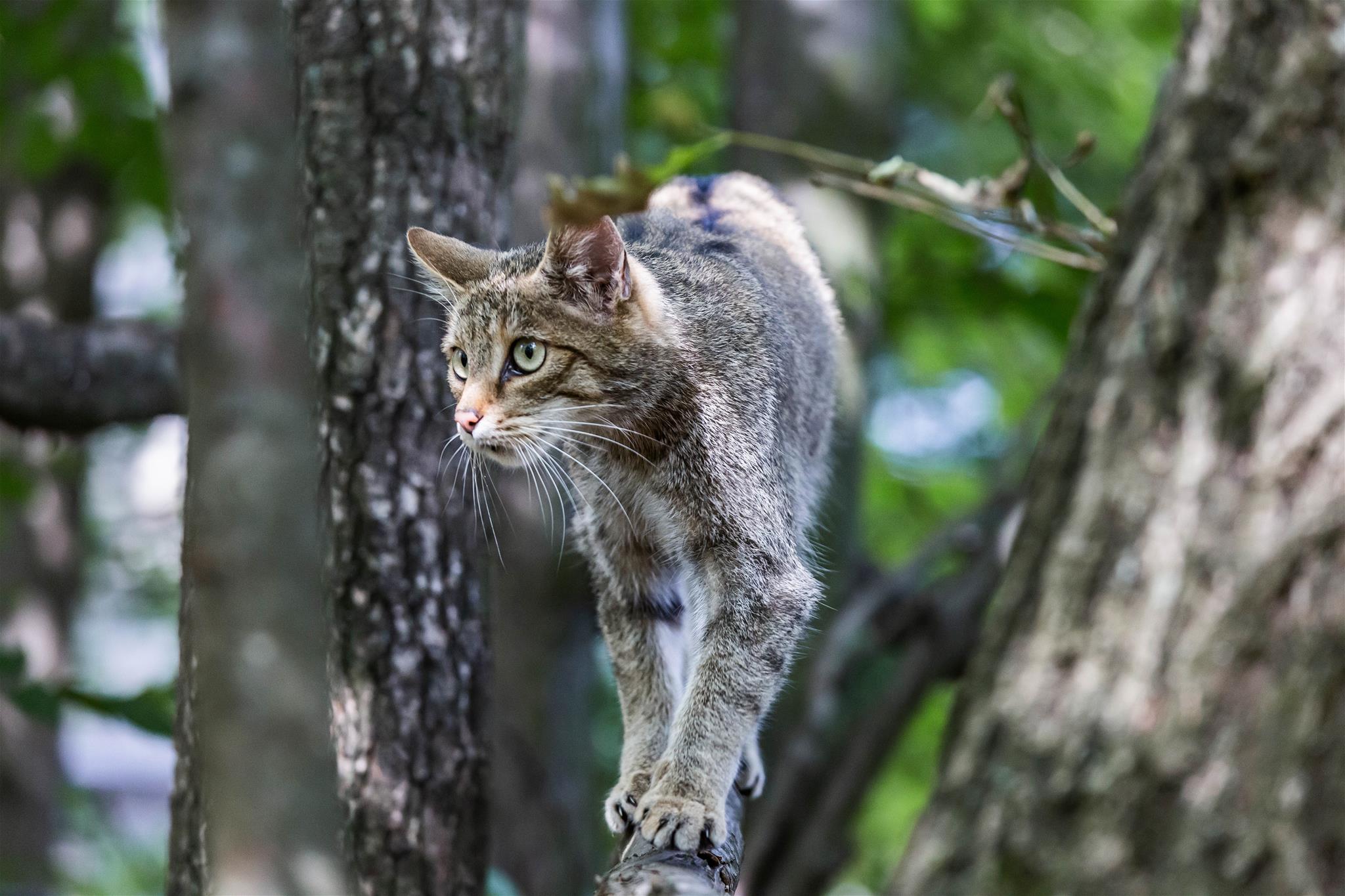 Frieda. Wildkatze im Nationalpark Thayatal, in Österreichs größter Wildkatzenanlage beim Nationalparkhaus Hardegg.