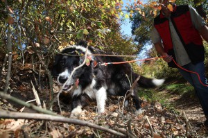 Wildkatzenspürhund "Cooper"