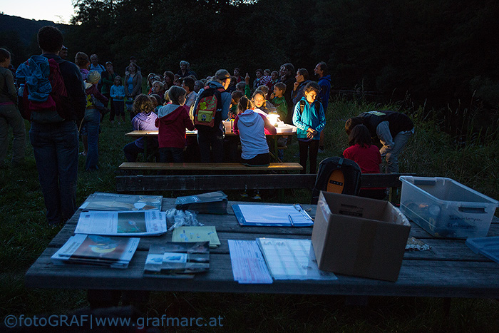 Fledermausabend in Hardegg, August 2013