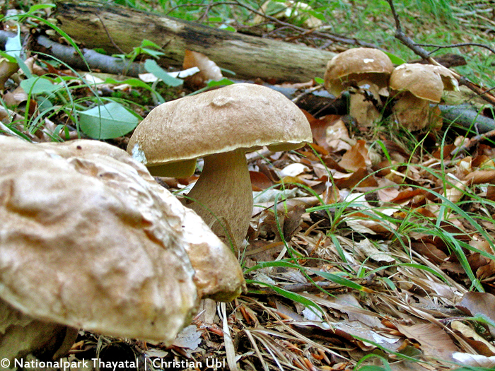 Der Eichen-Steinpilz schmeckt gut, tut aber als Mykorrhiza-Pilz auch dem Wald gut!