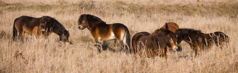 Exmoor Ponys 1_ BR__www.ceska-krajina.cz