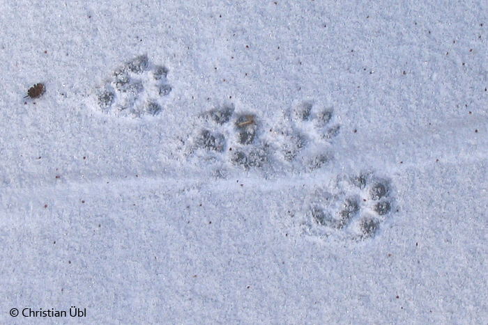 Hier hat einer der winterlichen Pioniere seine Spuren im Schnee hinterlassen. Wer das wohl war? - Der Fischotter!
