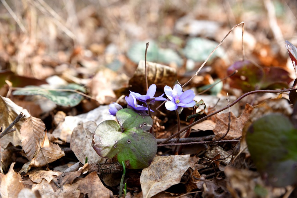 Fruehling_Leberbluemchen_BR Milek kl2(4)