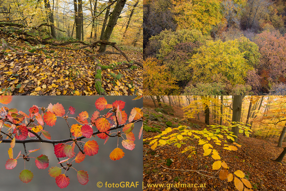 Herbstcollage