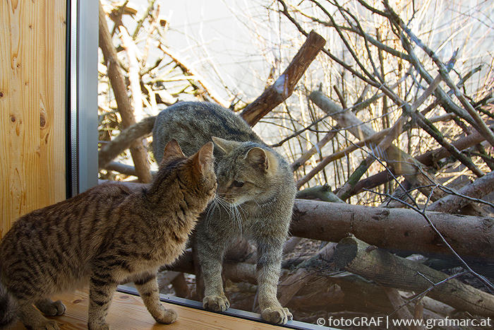 Wie ähnlich sich getigerte Hauskatze und Wildkatze sehen, kann man an diesem Bild leicht nachvollziehen. Frieda, hinter der Glasscheibe im Wildkatzengehege des NP Thayatal Nationalparkzentrums beäugt interessiert eine junge Hauskatze, die genauso angetan ist von dieser "Begegnung".