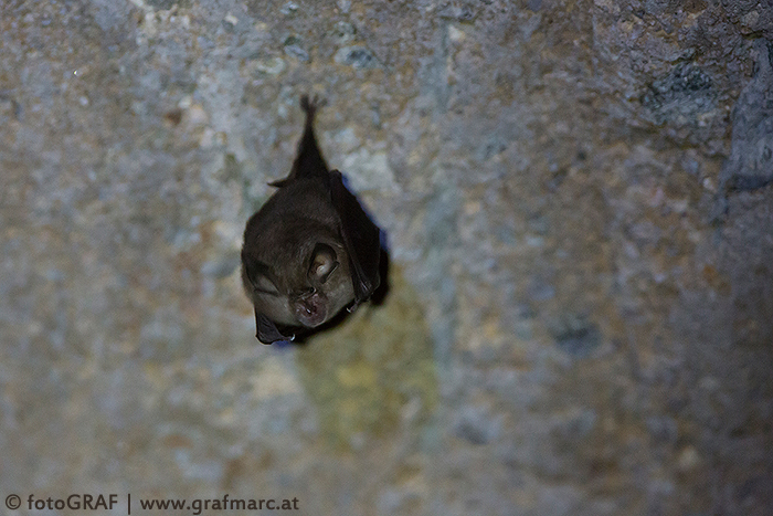 Kleine Hufeisennase in der Burgruine Kaja.