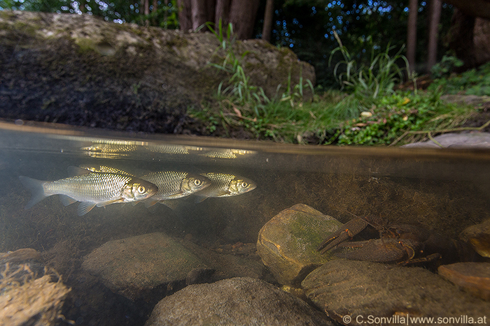 Ein kleiner Trupp mit Aiteln zieht im Mündungsbereich Kajabach / Thaya seine Runden. Spannend auf diesem Foto: Hier rastet zugleich auch ein Edelkrebs!