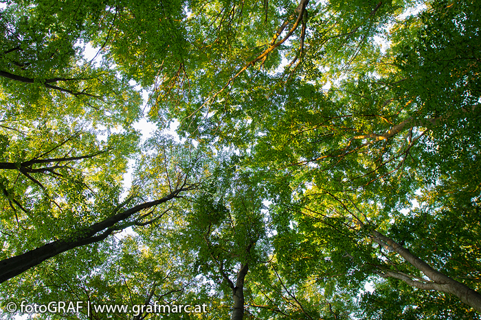 Das in den Laubblättern enthaltene Chlorophyll absorbiert rotes und blautes Licht. Wir sehen grün, weil dieser Anteil des sichtbaren Lichts reflektiert wird!