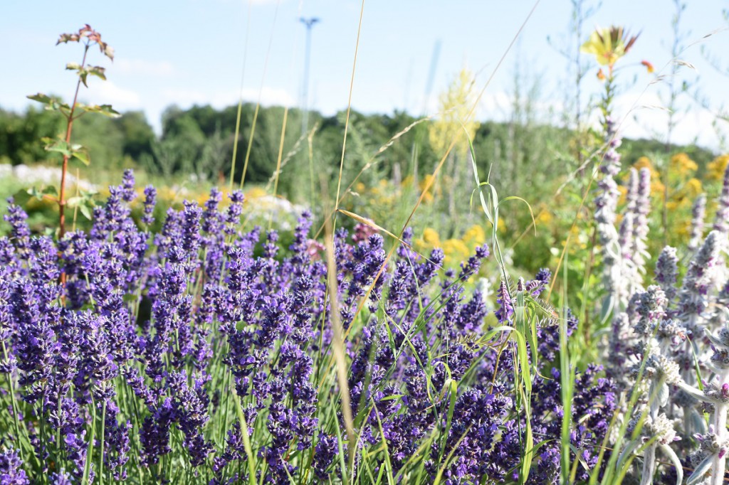 Lavendel