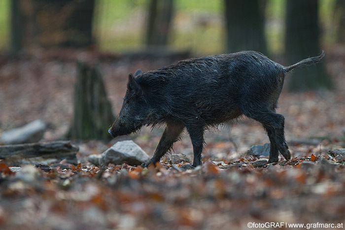 Wildschweine sind Allesfresser, die im Herbst gerne lichte Wälder aufsuchen, um an Pilzen, Eicheln, Bucheckern und Co. zu naschen.