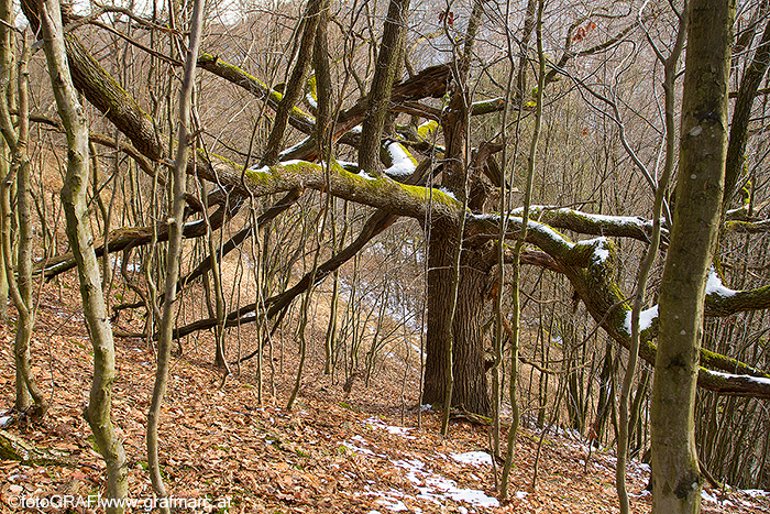 Zum meteorologischen Frühlingsbeginn am 1. März kann vielerorts auch noch Schnee liegen.