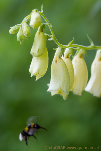 Zielsicher steuert diese Hummel auf eine Blüte des Gelben Fingerhutes zu. Ob Sie mehr sieht als wir, vielleicht ein UV-Muster, das ihr den Weg weist? Sehr wahrscheinlich!