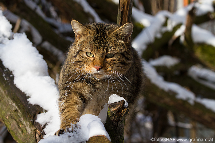 Carlo, eine der beiden Wildkatzen, die im Gehege des Nationalparkhauses leben, macht sich schon mal auf den Weg ;)