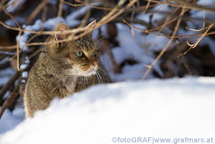 24 sichere Wildkatzen-Nachweise sind aus Österreich bisher bekannt.