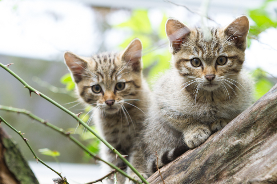 Wildkatzennachwuchs