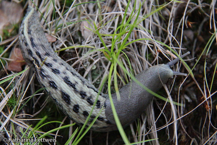 Nacktschnecken zu bestimmen, ist knifflig. Hier könnte es sich um die größte Nacktschnecke, den Schwarzen Schnegel, handeln. Es könnte aber auch ein Tigerschnegel sein. Oder eine ganz andere Nacktschnecke. Über die Färbung allein lässt sich die Art nicht eindeutig feststellen.