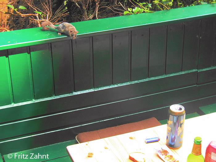 Auf der Terrasse von Hüttenbesitzer Fritz Zahnt im Nationalpark Thayatal gab es letztes Jahr regen Besuch von Siebenschläfern.