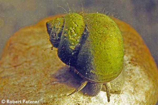 Fast so groß wie die Weinbergschnecke, aber viel bedrohter. Die Spitze Sumpfdeckelschnecke kämpft um die letzten verbleibenden stehenden Gewässern.