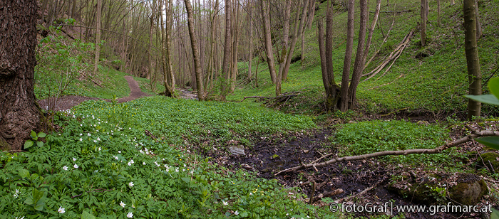 Während die Bäume noch blätterlos sind, gibt sich der Waldboden bereits frisch grün.