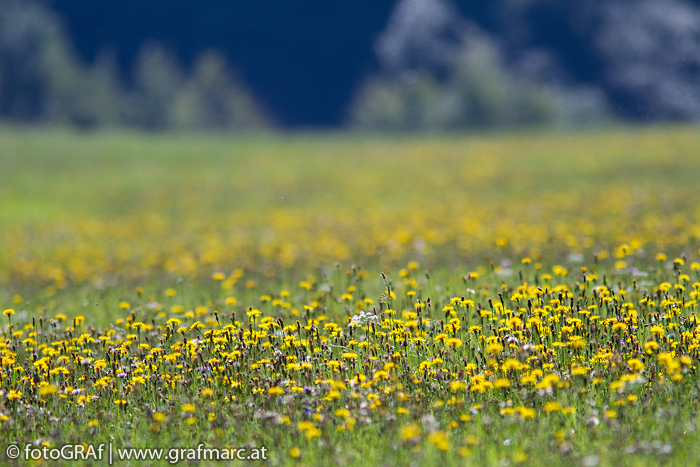 Rund 60 Hektar Wiesenflächen finden sich im Nationalpark Thayatal. Ein faszinierender Lebensraum in Miniaturausgabe.