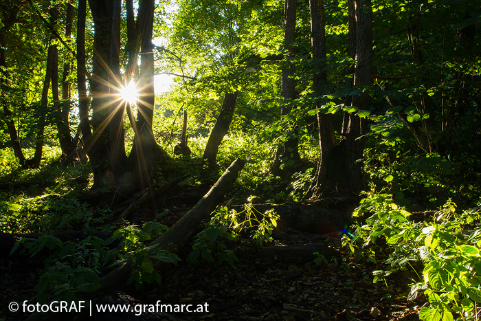 Die Verdunstung von Wasser im Wald forciert die Wolkenbildung. Auf diese Weise wird gelangt nicht die gesamte Sonnenergie auf den Boden.