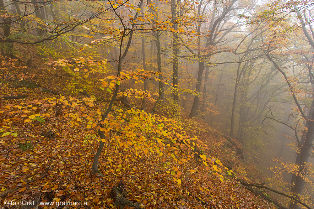 Aucb im Thayatal ziehen im Herbst die Nebel durch die bunten Wälder.