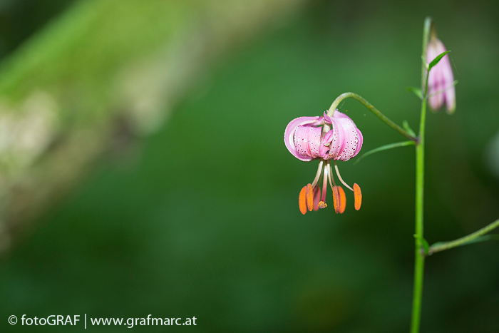 Richtig, das ist keine Apfelblüte. Test bestanden ;-) Aber die Blüte des Türkenbundes lässt die männlichen und weiblichen Blütenorgane gut erkennen. Im Zentrum ist der Griffel mit der daraufsitzenden Narbe sichtbar (der Fruchtknoten ist hier nicht sichtbar).