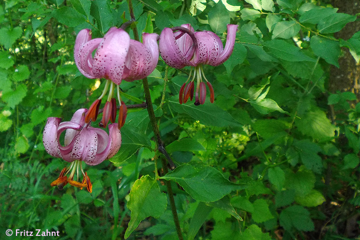 Der Türkenbund liebt es schattig im Unterwuchs des sommerlichen Nationalpark Waldes.