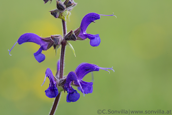 Die Staubbeutel der Blüte befinden sich verborgen in der Oberlippe. Nur der weibliche Teil der Blüte, der Stempel mit der Narbe, ragt hervor. Landet eine Hummel auf der Unterlippe und sucht nach Nektar, klappen die Staubbeutel auf ihren Rücken. Beim nächsten Besuch streift sie den Pollen an der Narbe ab.