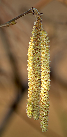 Die "Würstel" der Hasel sind eigentlich ihre männlichen Blüten. Quelle: Wikimedia Commons, Urheber: André Karwath