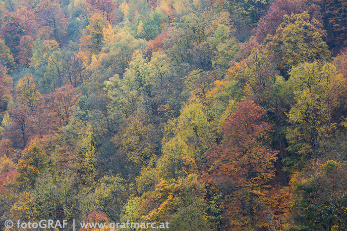 Indian Summer im Nationalpark Thayatal