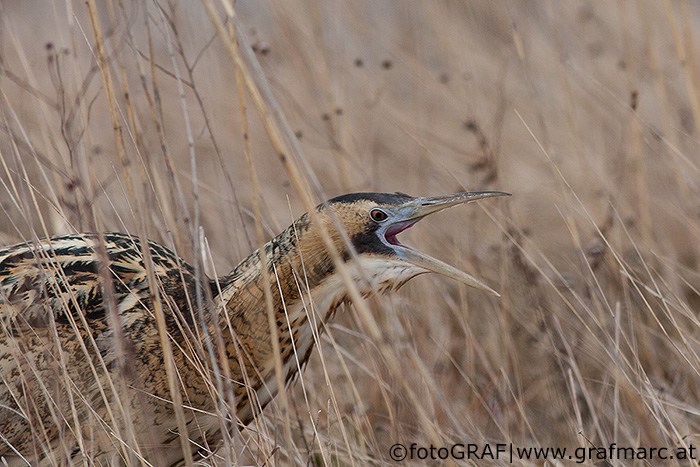 Eine Rohrdommel stakst hier durchs noch winterliche Schilfdickicht im Nationalpark Neusiedler See - Seewinkel. Nur eine von rund 340 Vogelarten, die sich im Osten unseres Landes beobachten lassen.