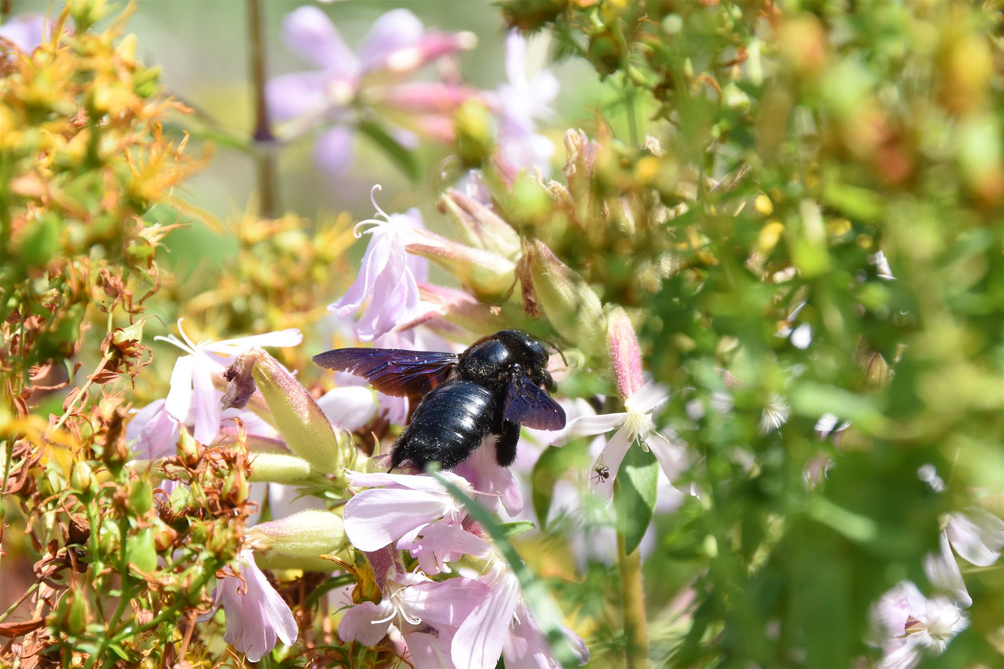 Holzbiene auf Seifenkraut im Bauern- und Kräutergarten